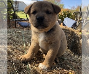 View Ad Border Collie Shiba Inu Mix Puppy For Sale Near