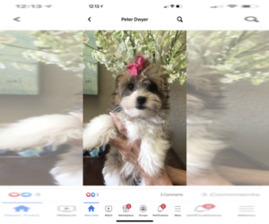 Maltese-Poodle (Toy) Mix Puppy for sale in SARASOTA, FL, USA