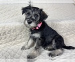 Small #1 Schnauzer (Miniature)