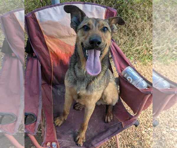 Medium Photo #2 German Shepherd Dog-Unknown Mix Puppy For Sale in Anniston, AL, USA