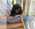 Small #1 Newfoundland