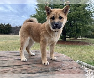 Shiba Inu Puppy for sale in CEDARVILLE, NJ, USA
