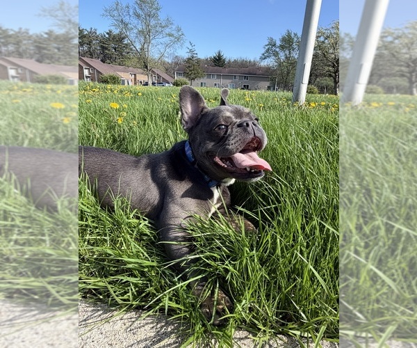 Medium Photo #2 French Bulldog Puppy For Sale in UNIVERSITY PARK, IL, USA