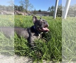 Small #1 French Bulldog