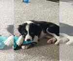 Small #2 Border Collie Mix