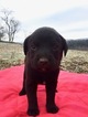 Small Photo #4 Labrottie Puppy For Sale in PORT ROYAL, PA, USA