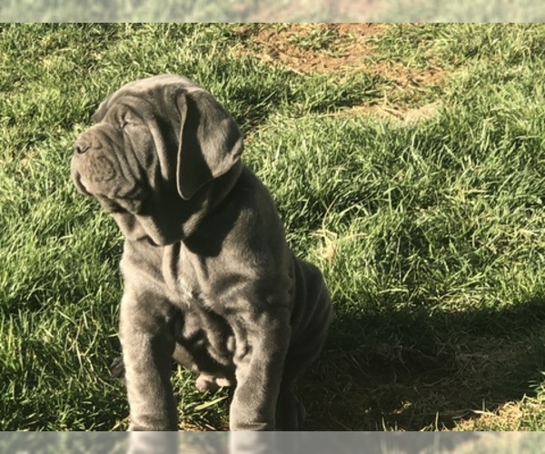 Medium Photo #2 Neapolitan Mastiff Puppy For Sale in BRISTOW, VA, USA
