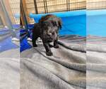 Small Photo #3 Goldendoodle Puppy For Sale in WASHINGTON, GA, USA