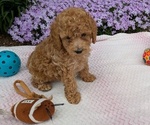 Puppy Benji Maltipoo