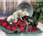 Small Photo #16 Aussiedoodle Miniature  Puppy For Sale in COMMERCE, MI, USA