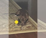 Small #6 American Pit Bull Terrier-Chocolate Labrador retriever Mix