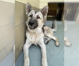 Medium German Shepherd Dog