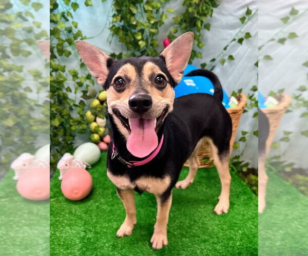 Medium Photo #3 Mutt Puppy For Sale in Bryant, AR, USA