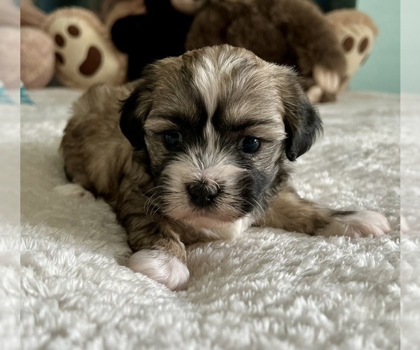 Medium Photo #5 Zuchon Puppy For Sale in RENO, NV, USA