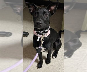 Labrador Retriever-Unknown Mix Dogs for adoption in Plano, TX, USA