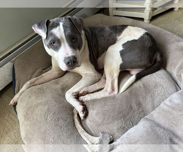 Medium Photo #9 Mutt Puppy For Sale in Doylestown, PA, USA