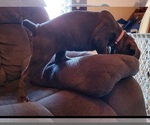 Small Photo #9 Cane Corso Puppy For Sale in INDIANAPOLIS, IN, USA