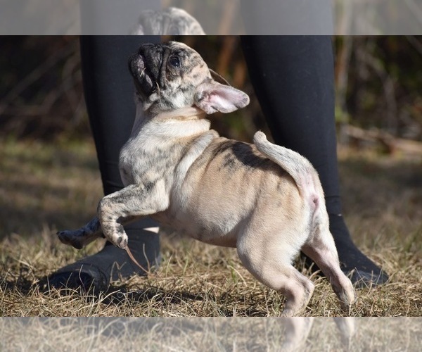 Medium Photo #3 Pug Puppy For Sale in PALM COAST, FL, USA