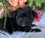 Small #4 Morkie