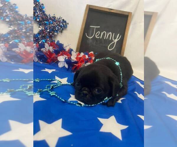 Medium Photo #2 Pug Puppy For Sale in BRIDGEWATER, VA, USA