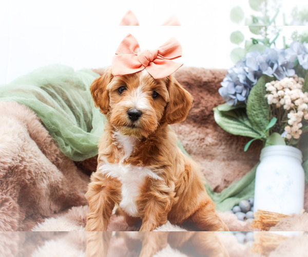 Medium Photo #1 Sheepadoodle Puppy For Sale in FAYETTEVILLE, NC, USA