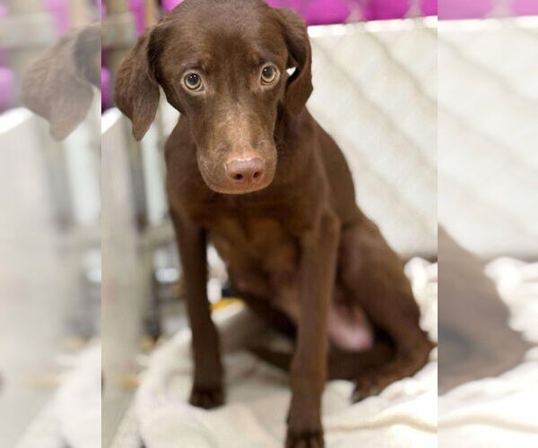 Medium Photo #3 Boykin Spaniel-Whippet Mix Puppy For Sale in New York, NY, USA