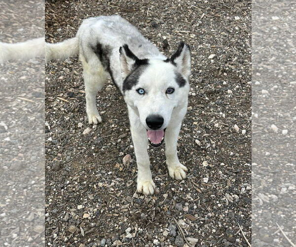 Medium Photo #5 Huskies -Unknown Mix Puppy For Sale in Grafton, WI, USA