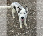 Small Photo #5 Huskies -Unknown Mix Puppy For Sale in Grafton, WI, USA