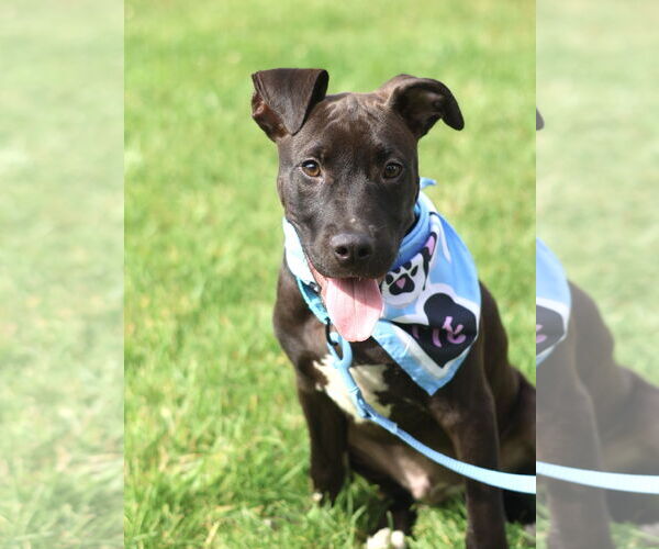 Medium Photo #6 Labrador Retriever-Unknown Mix Puppy For Sale in Mount Laurel, NJ, USA