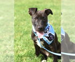 Small #5 Labrador Retriever Mix