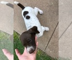 Small Photo #17 German Shorthaired Pointer Puppy For Sale in AMARILLO, TX, USA