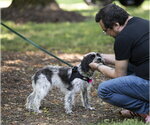 Small #9 Colonial Cocker Spaniel-Poodle (Miniature) Mix