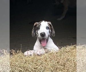 Great Dane Puppy for sale in CHARLOTTE HALL, MD, USA