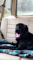 Labrador Retriever-Unknown Mix Puppy for sale in URBANA, IL, USA