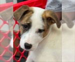 Small #7 Labrador Retriever Mix