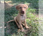 Small Photo #12 Golden Retriever-Unknown Mix Puppy For Sale in OKLAHOMA CITY, OK, USA