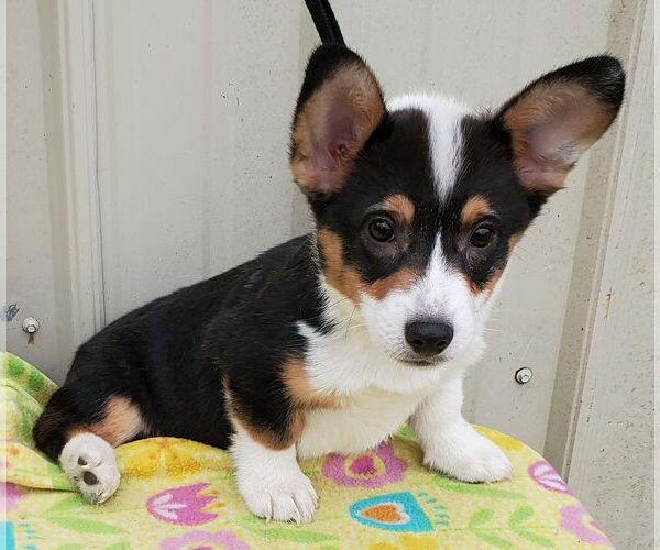 Medium Photo #4 Pembroke Welsh Corgi Puppy For Sale in Mountain View, MO, USA