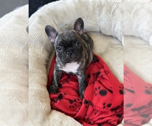 French Bulldog Puppy for sale in SAN ANTONIO, TX, USA