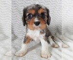 Puppy 3 Cavalier King Charles Spaniel