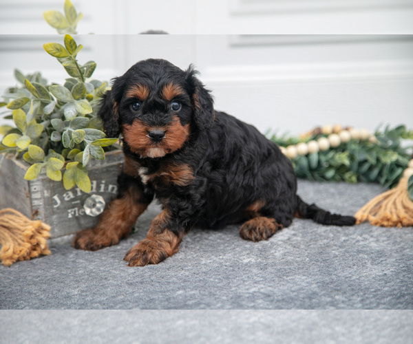 Medium Photo #13 Cavapoo Puppy For Sale in SHILOH, OH, USA