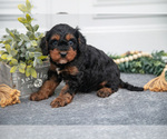 Small #2 Cavapoo