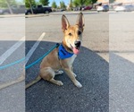 Small #27 German Shepherd Dog Mix
