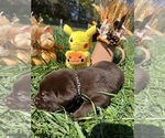 Small #5 Labrador Retriever