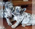 Small Photo #1 French Bulldog Puppy For Sale in COPPELL, TX, USA