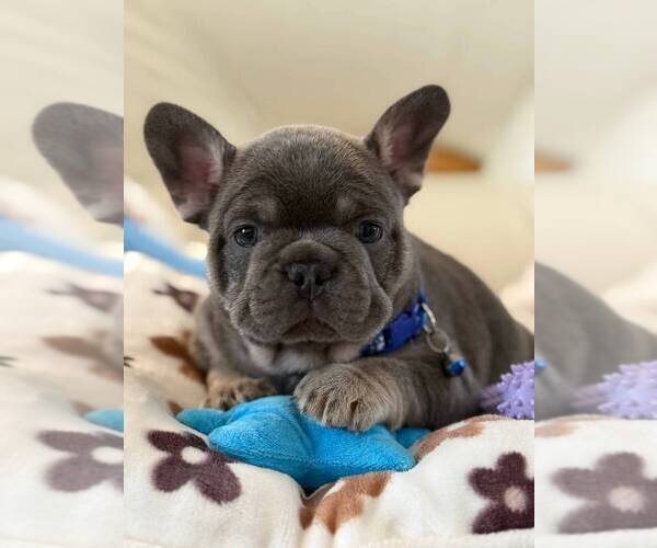 Medium Photo #6 French Bulldog Puppy For Sale in MC GRAW, NY, USA