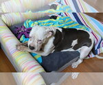 Small #6 American Bulldog Mix