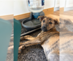 Small #4 Boxer Mix