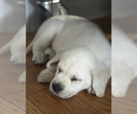 Puppy Snow White Labrador Retriever