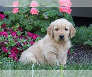 Golden Retriever Puppy for sale in FREDERICKSBG, OH, USA