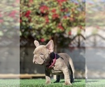 Small Photo #3 French Bulldog Puppy For Sale in LOS ANGELES, CA, USA